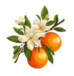 HavenOranges-150